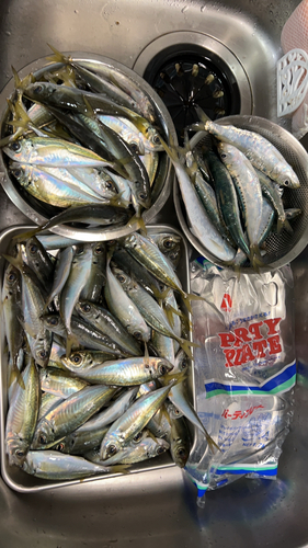 アジの釣果