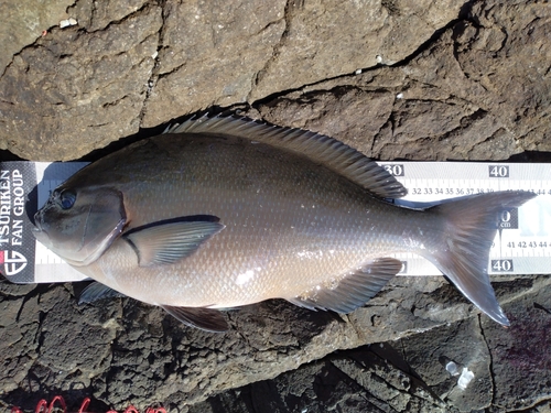 オナガグレの釣果