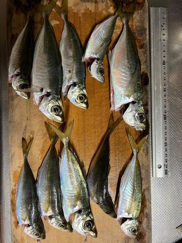 アジの釣果