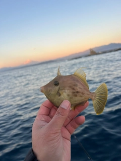 カワハギの釣果