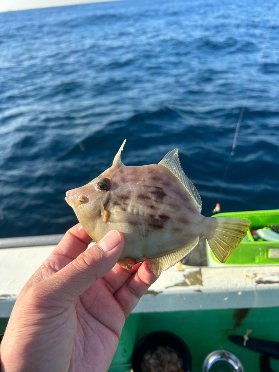 きンちゃンさんの釣果 2枚目の画像