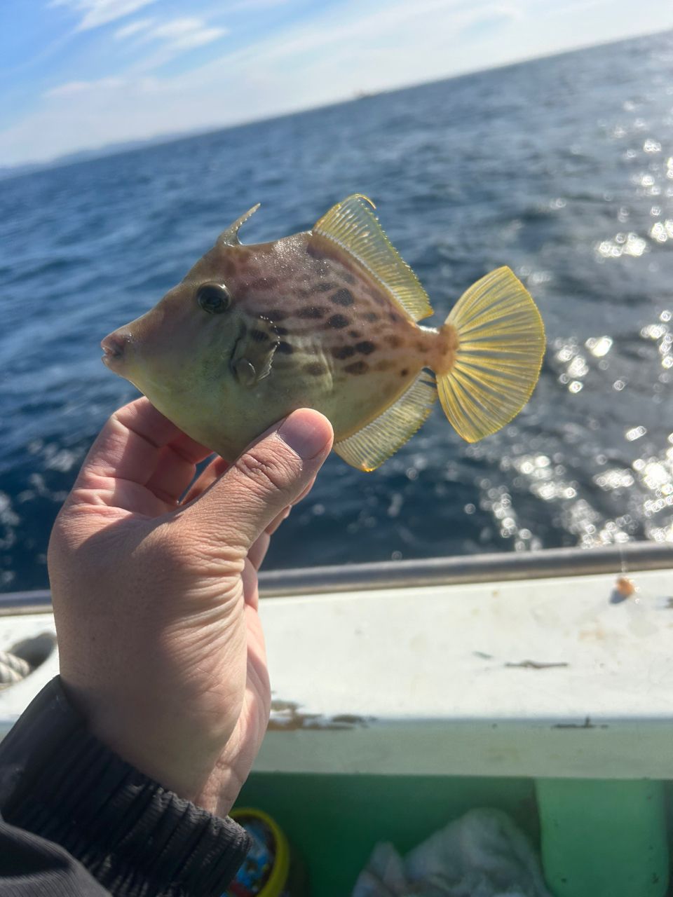 きンちゃンさんの釣果 3枚目の画像