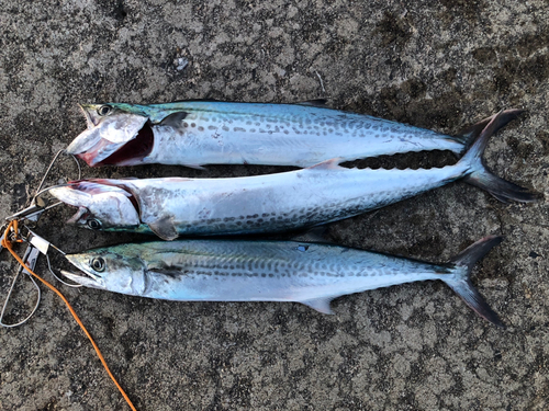 サゴシの釣果