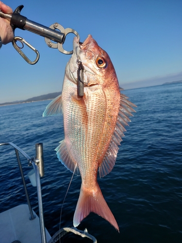 マダイの釣果