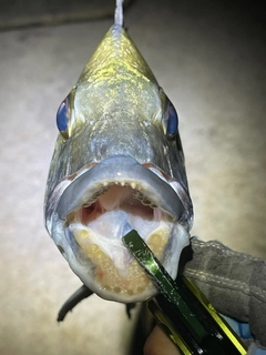 ミナミクロダイの釣果