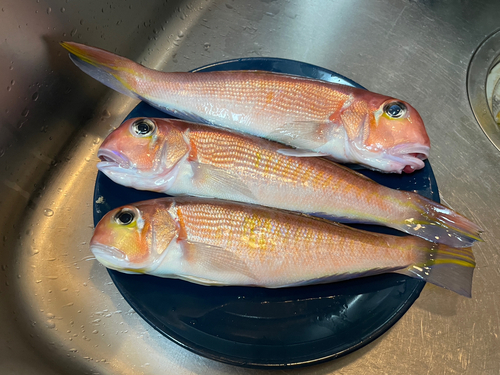 アカアマダイの釣果