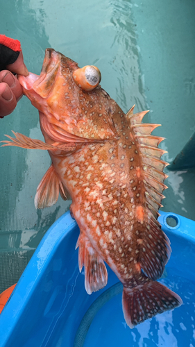 ウッカリカサゴの釣果