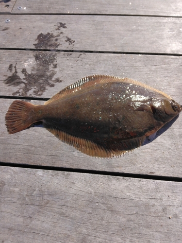 マコガレイの釣果