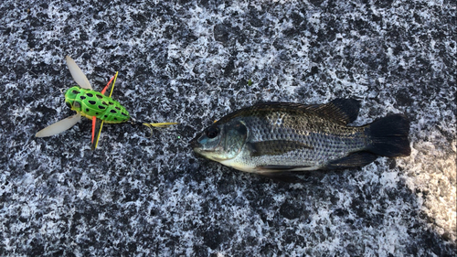 ナイルティラピアの釣果