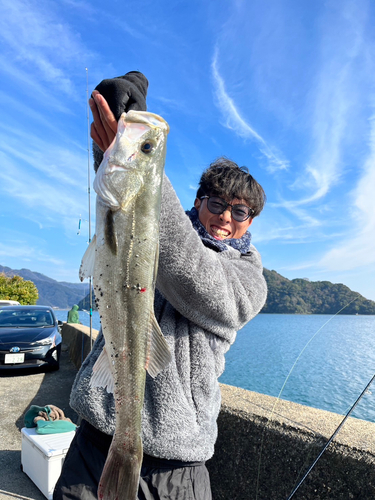 スズキの釣果