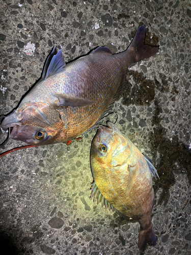 マダイの釣果