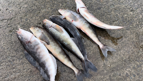 ホッケの釣果