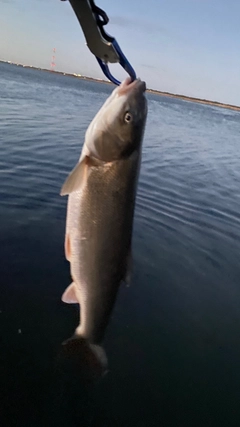 マルタウグイの釣果