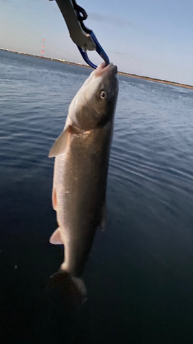 マルタウグイの釣果