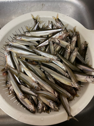 ワカサギの釣果