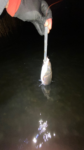 マルタウグイの釣果