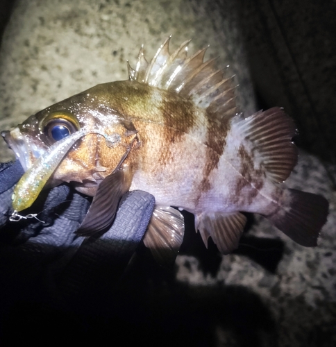 メバルの釣果