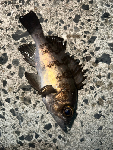 メバルの釣果