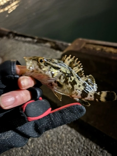 タケノコメバルの釣果