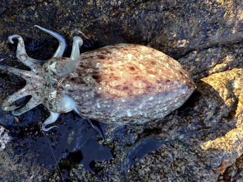 コウイカの釣果