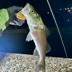 ハネ（マルスズキ）の釣果