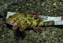 ガシラの釣果