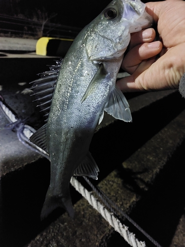 セイゴ（マルスズキ）の釣果