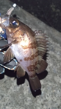 シロメバルの釣果