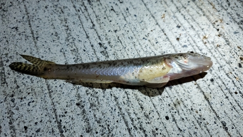 ハゼの釣果