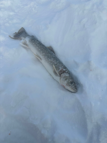 ワカサギの釣果