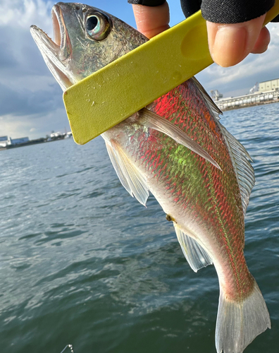 イシモチの釣果