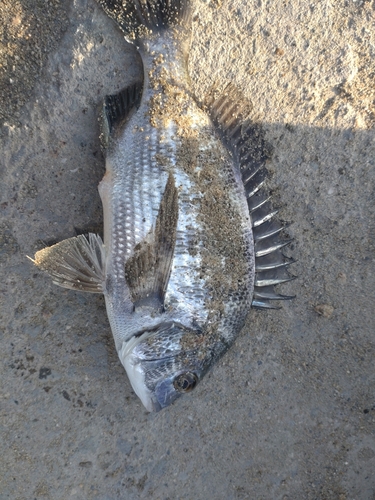 チヌの釣果