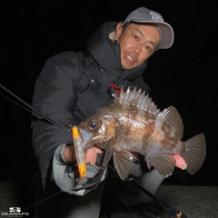 シロメバルの釣果