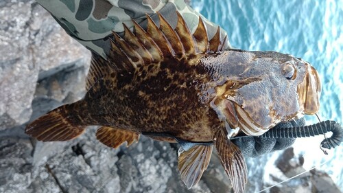 タケノコメバルの釣果