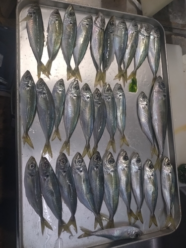 アジの釣果