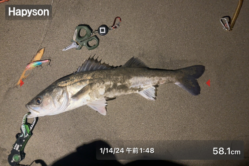 シーバスの釣果