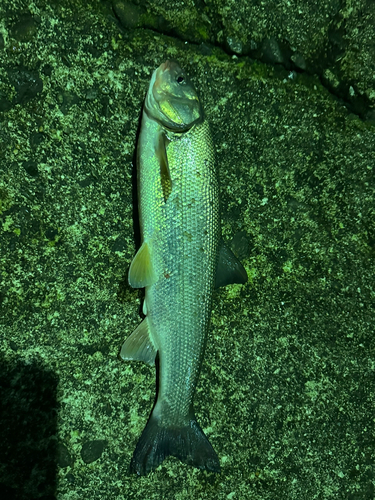 ウグイの釣果