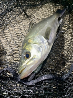 セイゴ（マルスズキ）の釣果