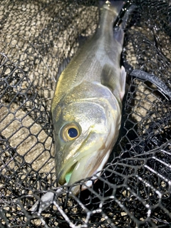 フッコ（マルスズキ）の釣果