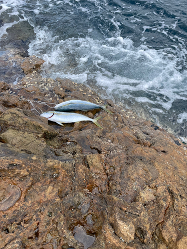 ヤズの釣果