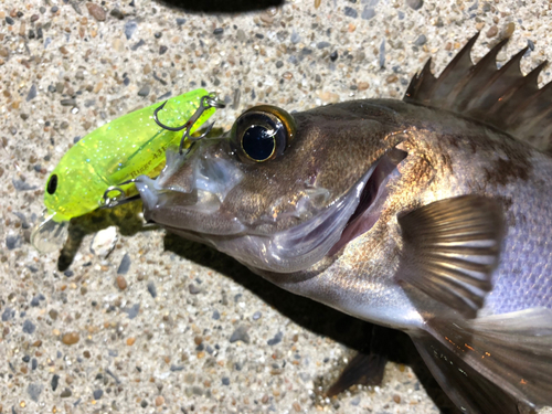 メバルの釣果