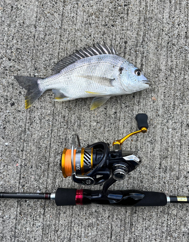 キビレの釣果