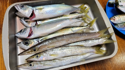 カマスの釣果