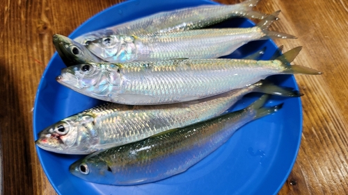 カタボシイワシの釣果