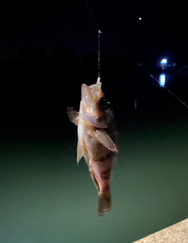 メバルの釣果