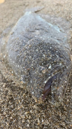 ヒラメの釣果