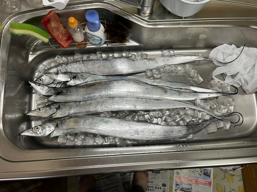 タチウオの釣果