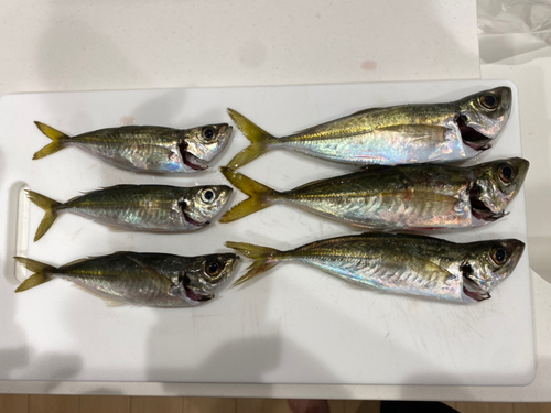 アジの釣果