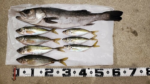 アジの釣果