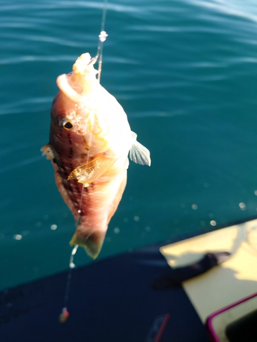 ホシササノハベラの釣果